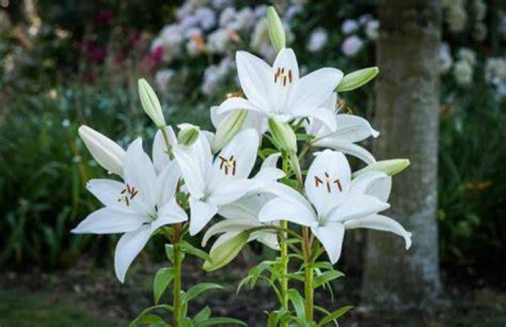 What does a white lily look like
