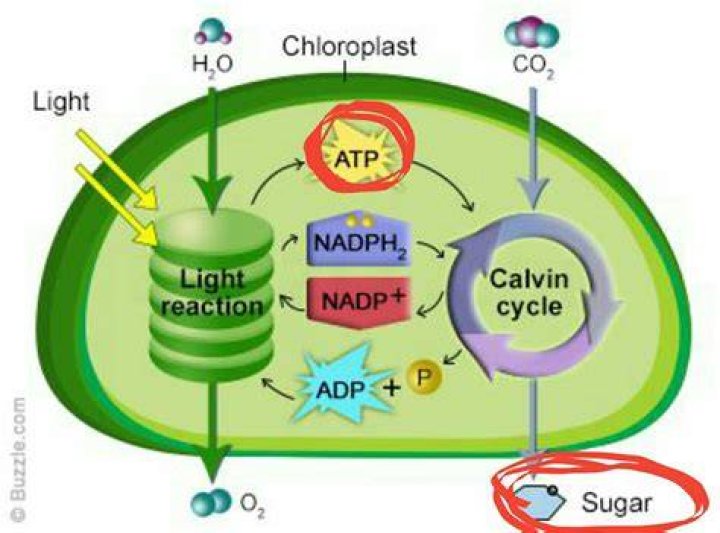 What does ATP do in chloroplast
