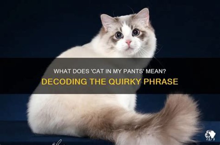 What does Cat Fancy mean