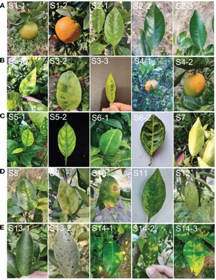 What does citrus greening disease look like