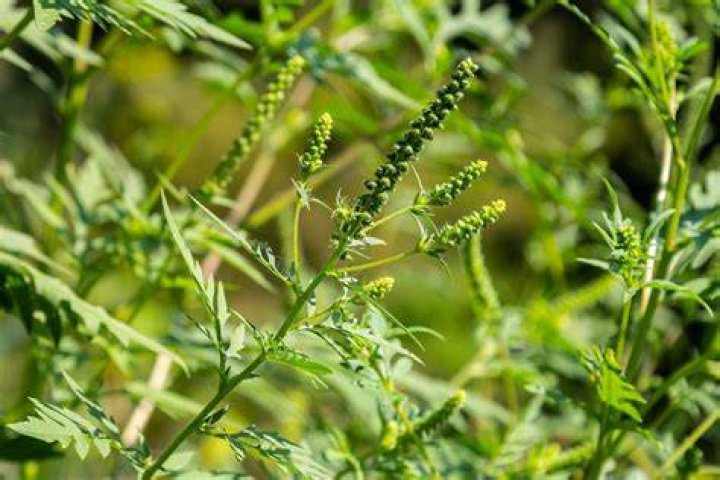 What does common ragweed look like