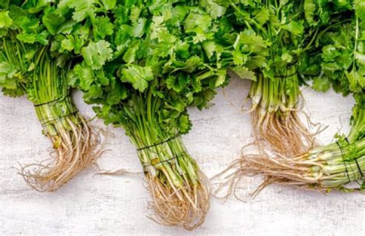 What does coriander root look like