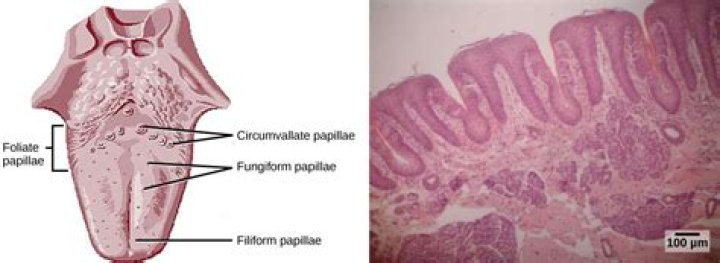 What does foliate papillae taste