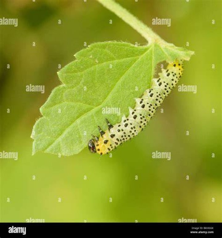 What does gooseberry sawfly look like
