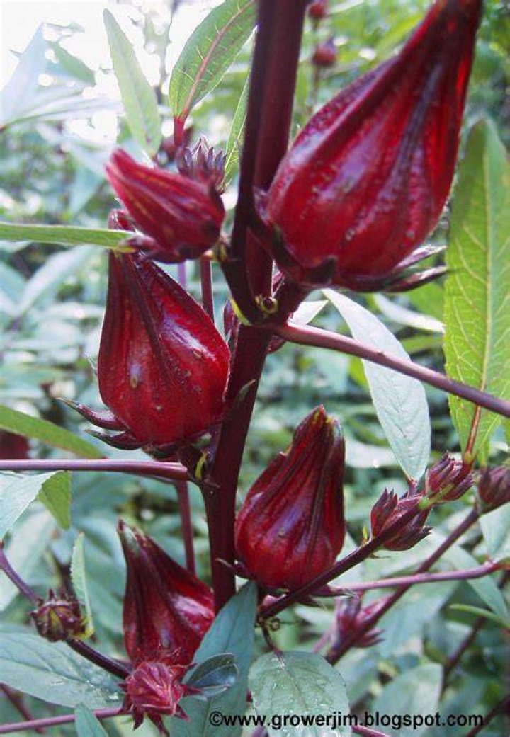 What does Hibiscus Sabdariffa look like