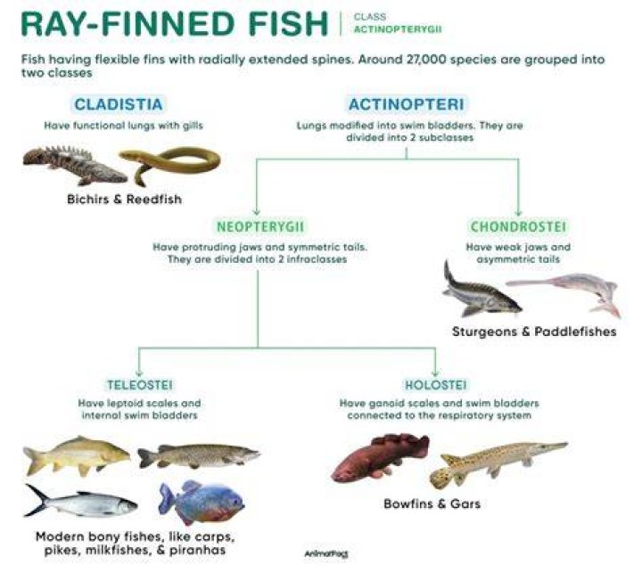 What does it mean to get finned by a fish