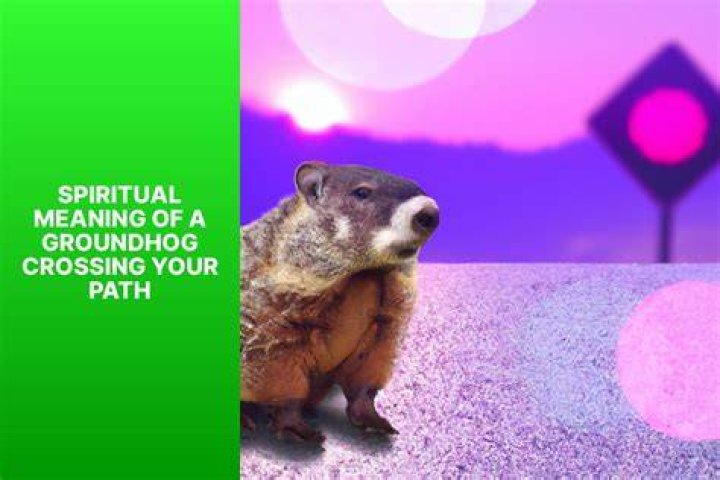 What does it mean when a groundhog crosses your path