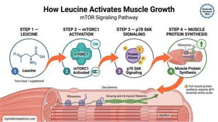 What does leucine do to your body