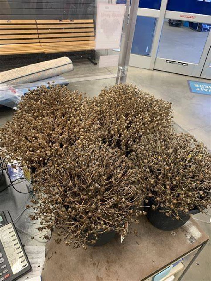 What does Lowes do with returned plants