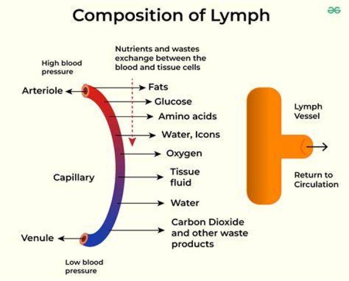 What does lymph fluid consist of