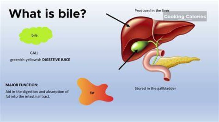 What does ox bile do