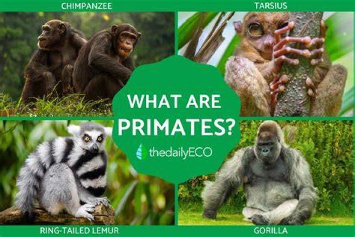 What does primate mean in biology