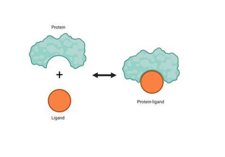 What does protein binding mean