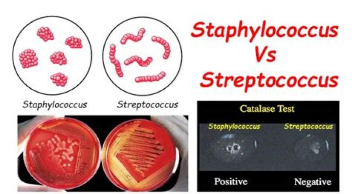 What does Strepto and Staphylo mean