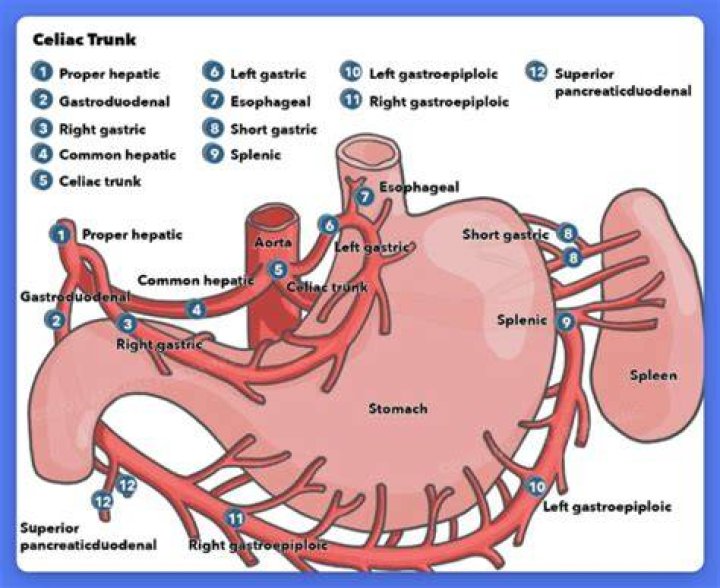 What does the celiac trunk branch into