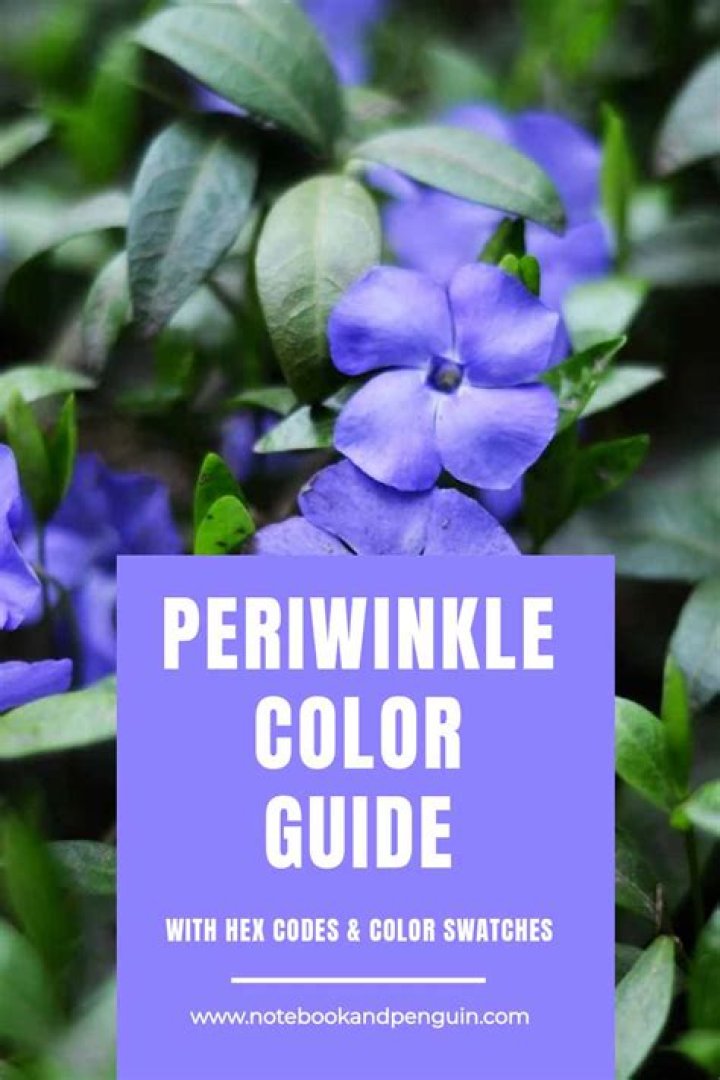 What does the color of periwinkle look like