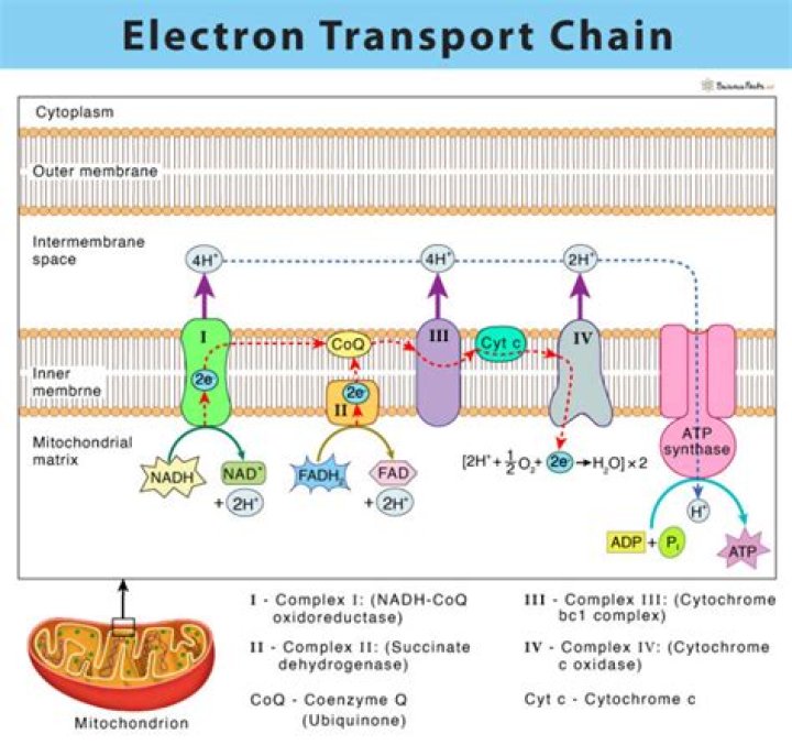 What does the electron transport chain do
