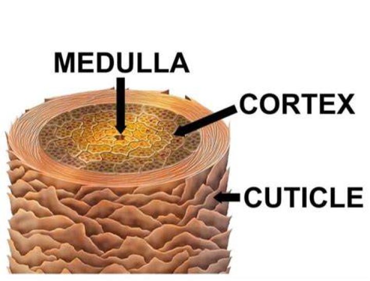 What does the medulla do in the hair shaft
