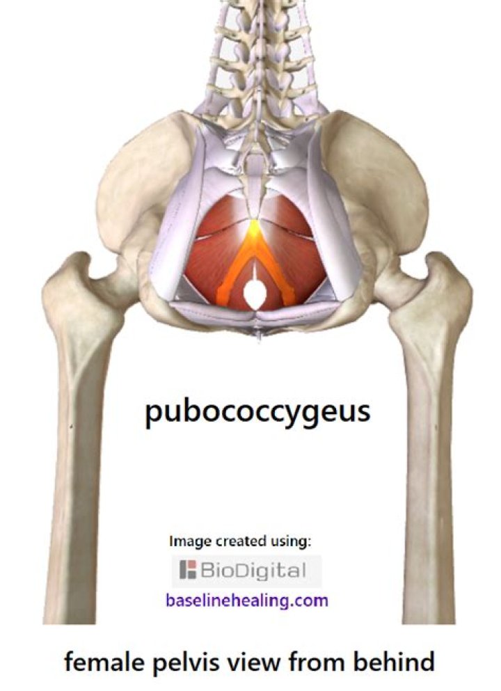 What does the Pubococcygeus muscle do