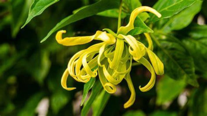 What does ylang smell like