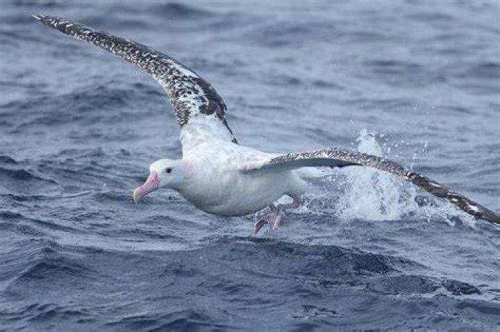 What eats wandering albatross