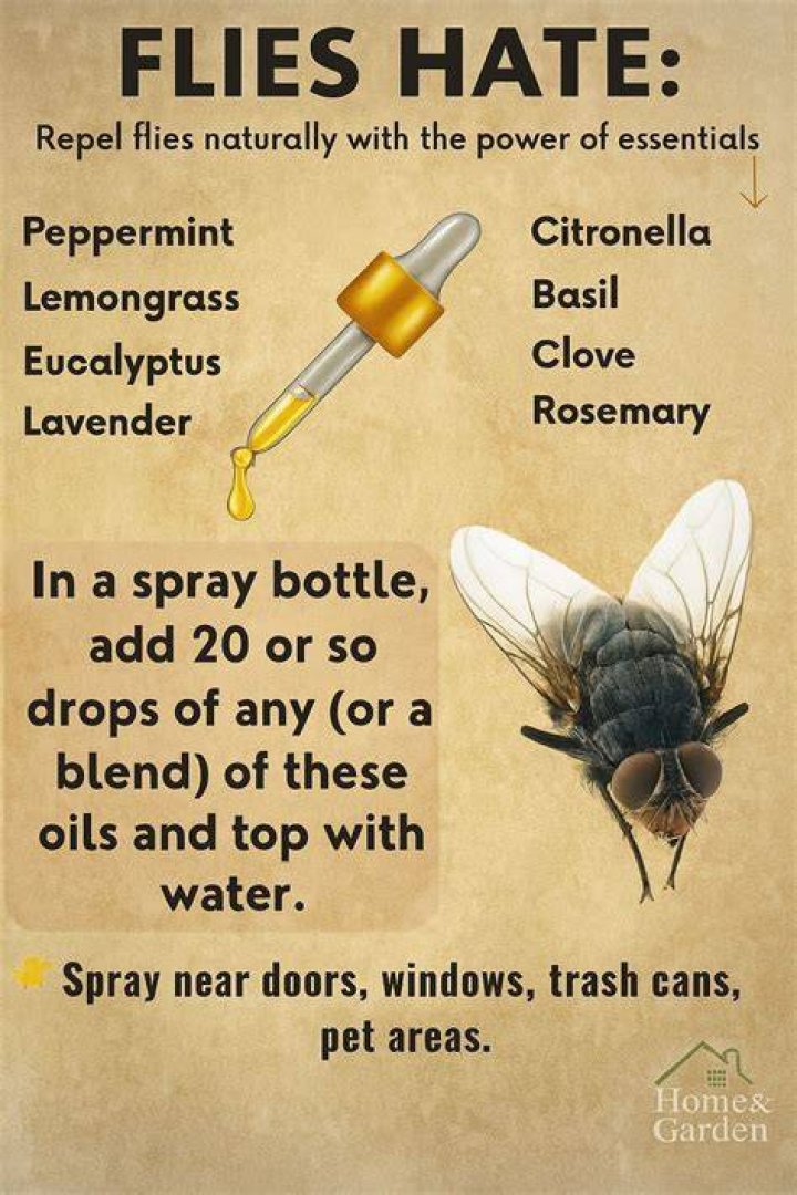 What essential oil do flies hate
