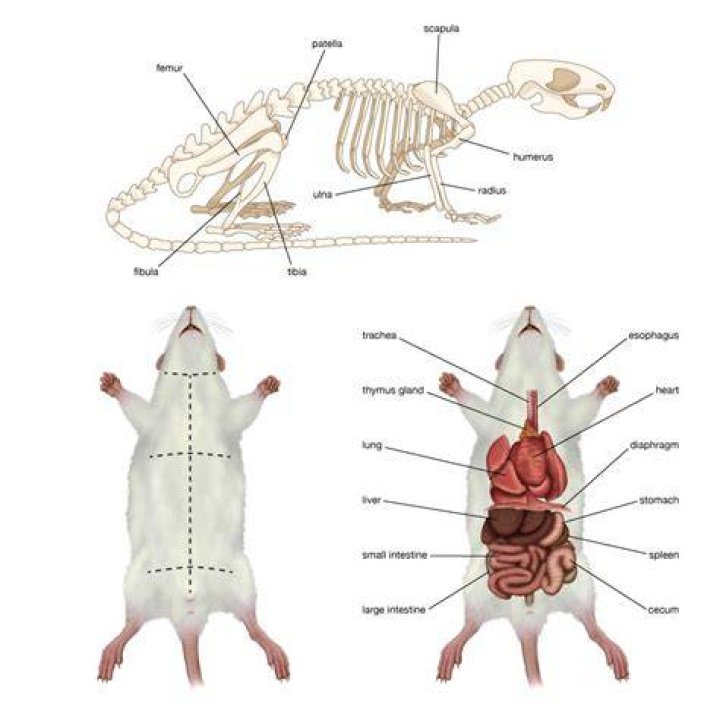 What external features of rats are common to all mammals