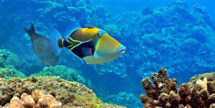 What fish do you see snorkeling in Hawaii
