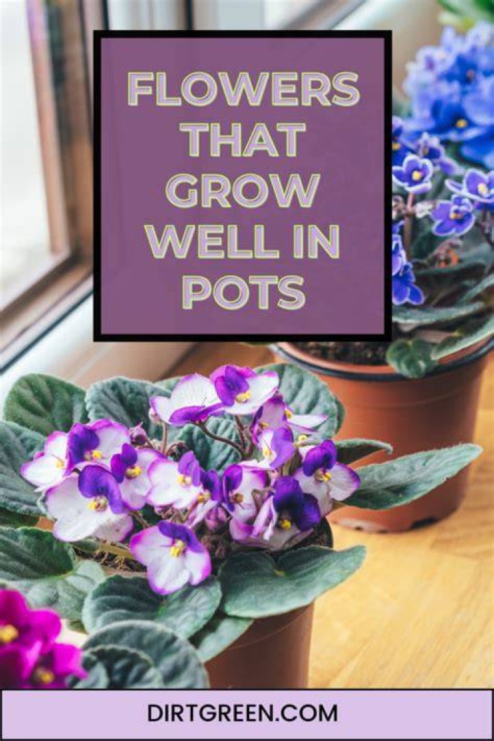 What flowers grow well in pots
