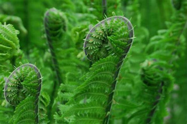 What flowers look good with ferns