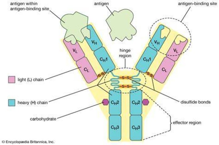 What forms the antigen binding site