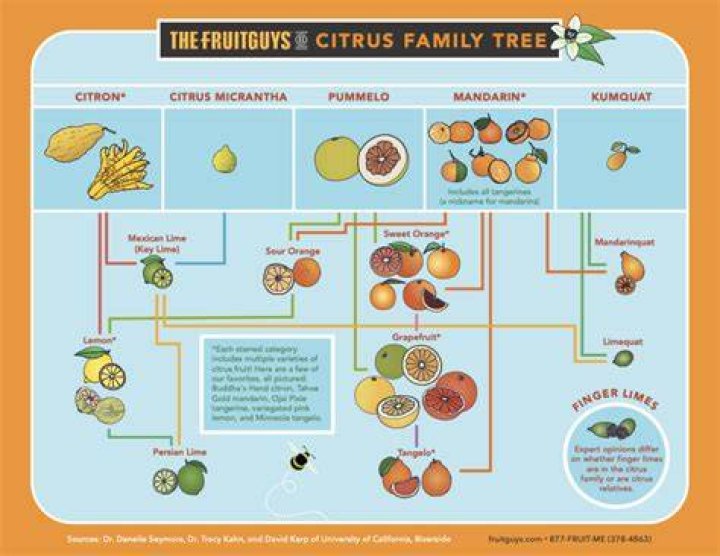What fruit is in the orange family