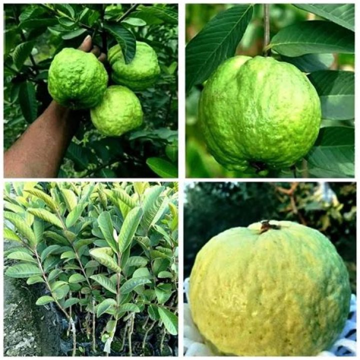 What fruits go well with guava