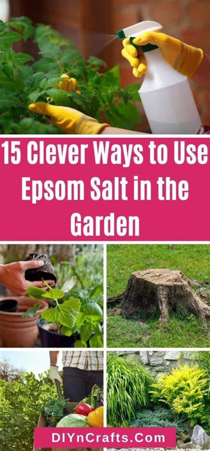 What garden plants can you use Epsom salt on