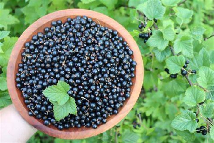 What goes well with black currant