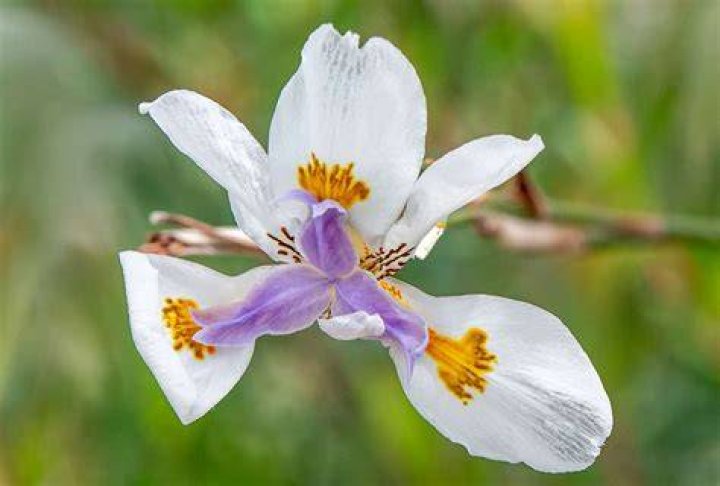 What grows well with African iris