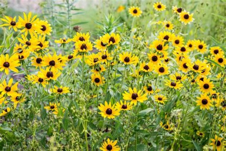 What grows well with Black Eyed Susans