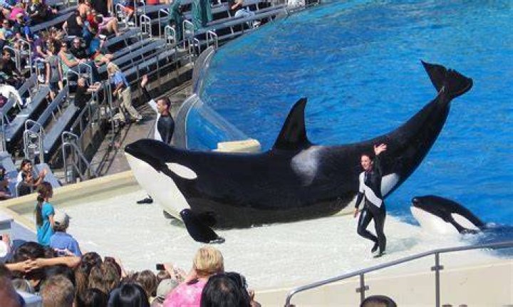 What happened blackfish