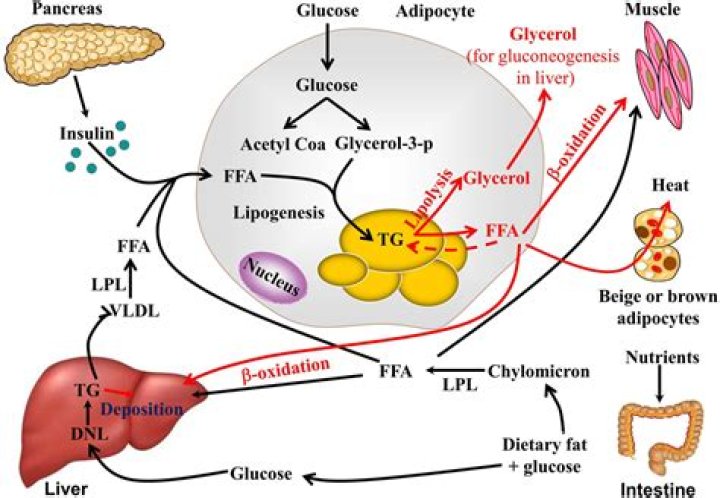 What happens during lipolysis