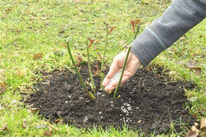 What happens if you over fertilize roses