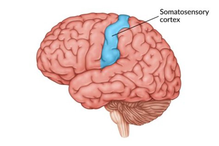 What happens when there is damage to the somatosensory cortex