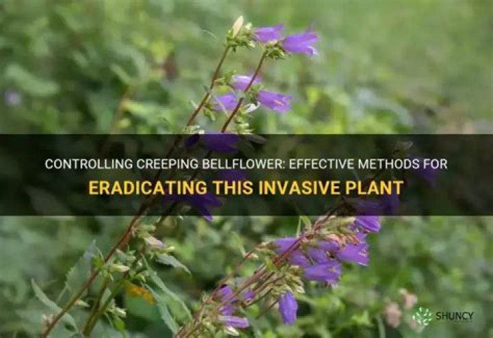 What herbicide will kill Creeping Bellflower
