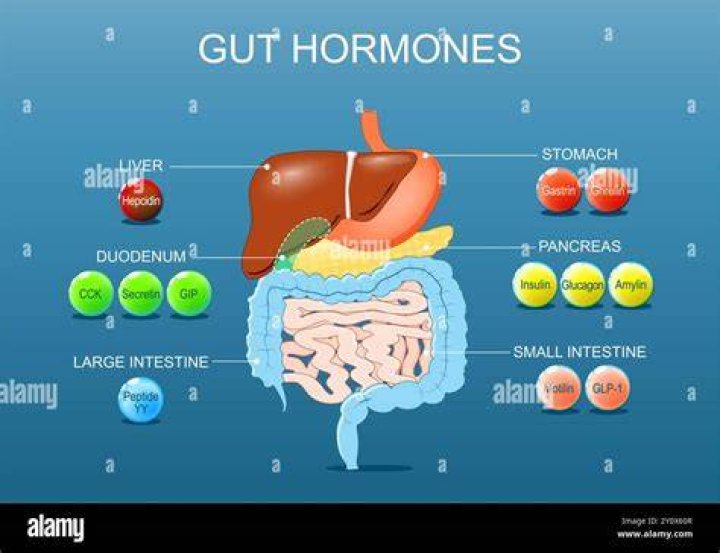 What hormones help with digestion