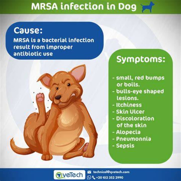 What if my dog has MRSA