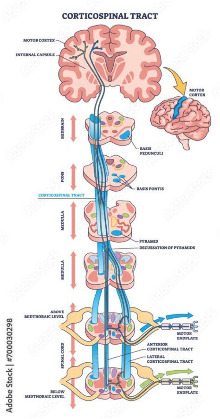 What information does the corticospinal tract carry
