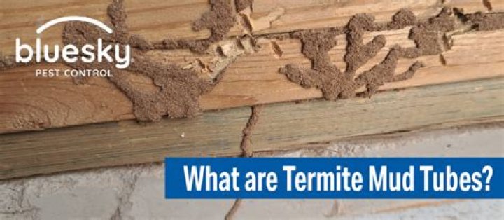 What insect builds mud tubes