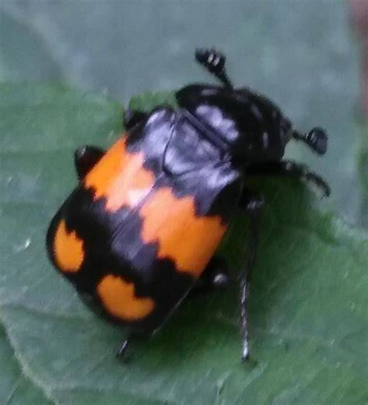 What is a black and orange beetle