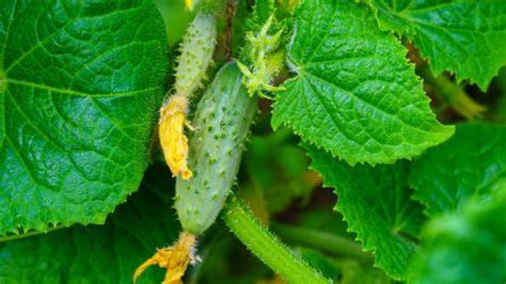 What is a Bush pickle