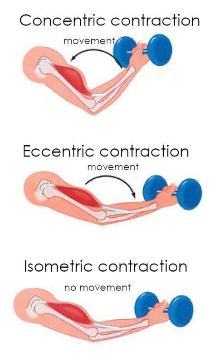 What is a concentric muscle contraction