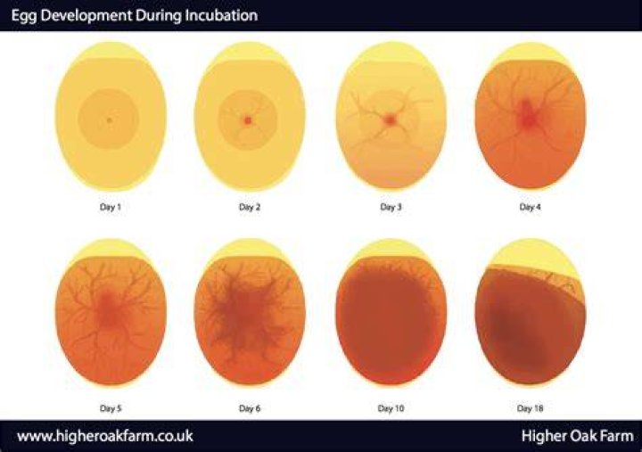 What is a developing egg